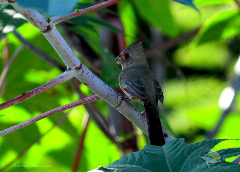 Cardinalis sinuatus