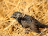 Crotophaga sulcirostris