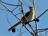 Mimus polyglottos