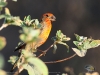 Carpodacus mexicanus