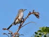 Polioptila caerulea