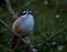 Aimophila ruficauda