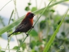 Passerina versicolor