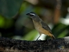 Saltator coerulescens