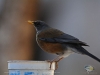 Turdus rufopalliatus