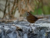 Henicorhina leucophrys