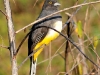 Trogon citreolus