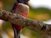 Trogon elegans