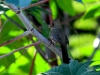 Cardinalis sinuatus