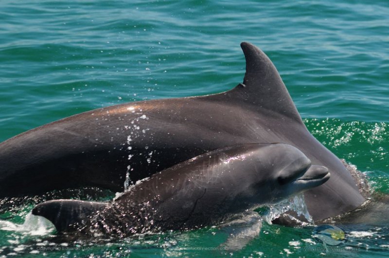Puerto Vallarta dolphins