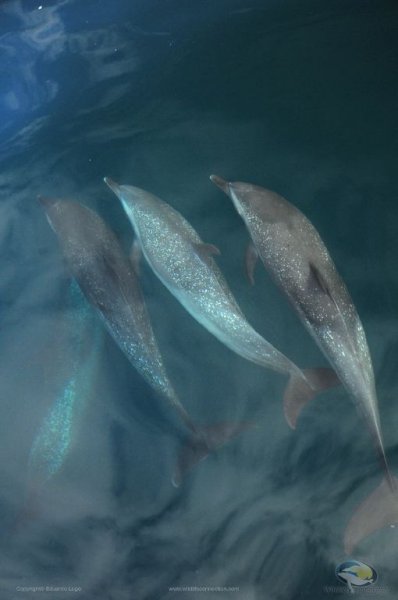 dolphins