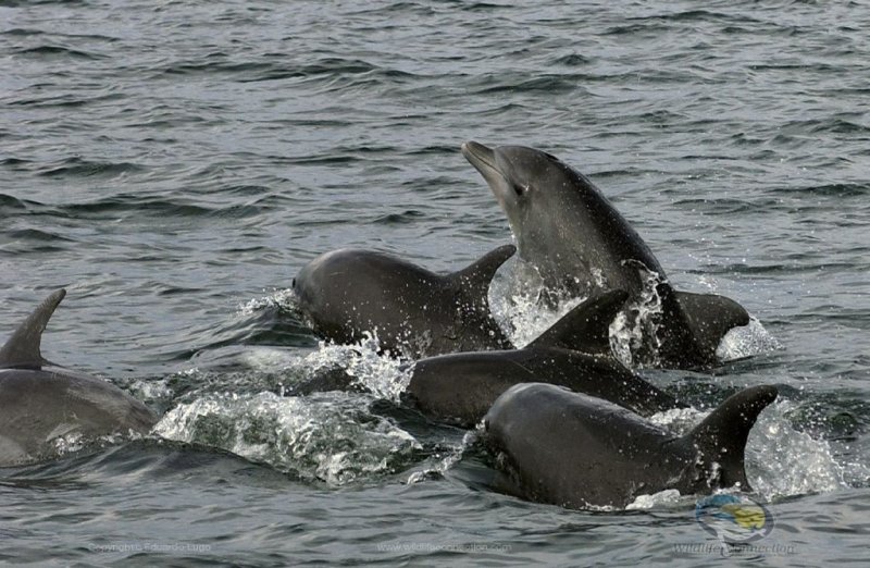 dolphins