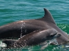 Puerto Vallarta dolphins