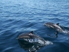 Delphinus delphis