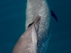 dolphins