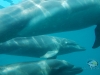 dolphins