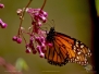 Insects