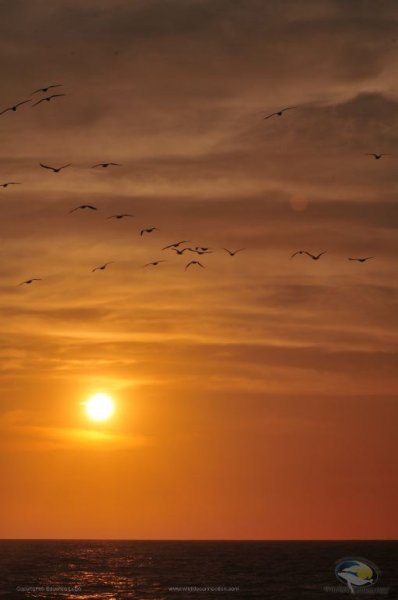 Pelicanos en Vallarta