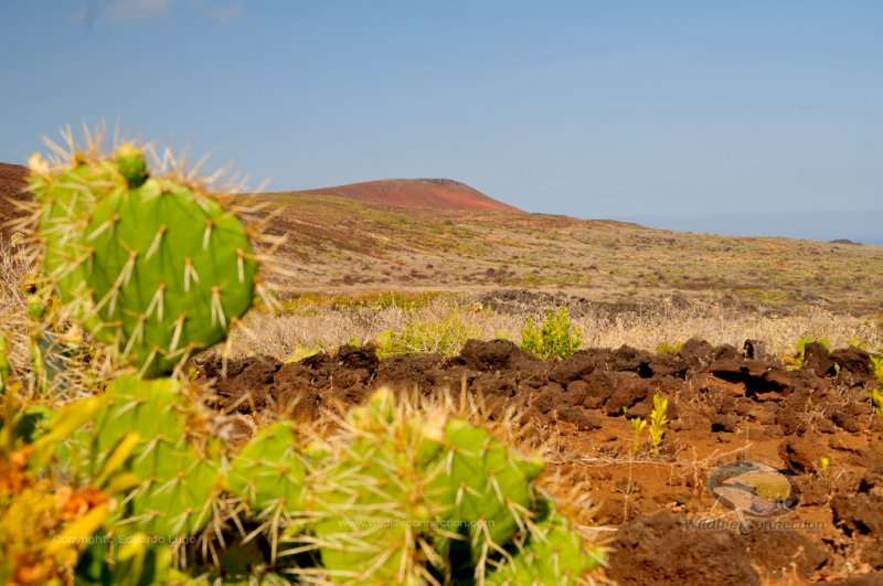 Socorro Island