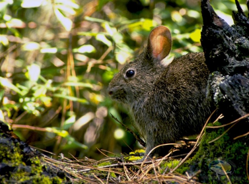 Romerolagus diazii