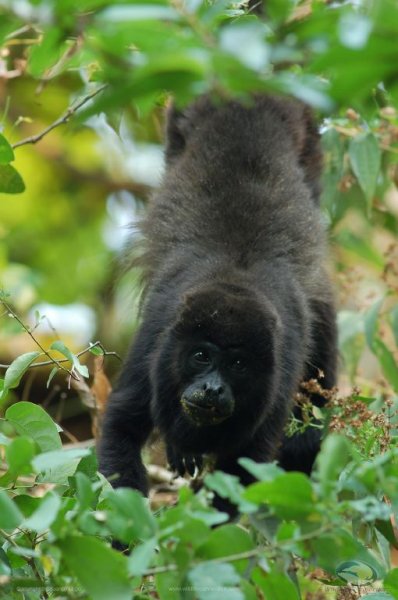 Alouatta palliata