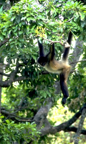 Ateles geoffroyi