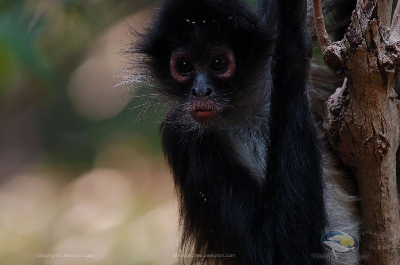 Ateles geoffroyi