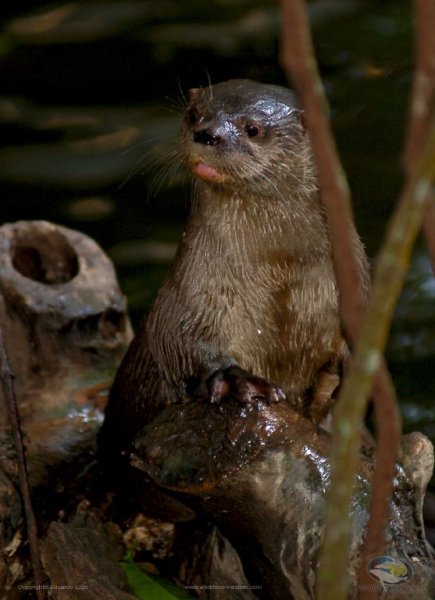 Lontra longicaudis