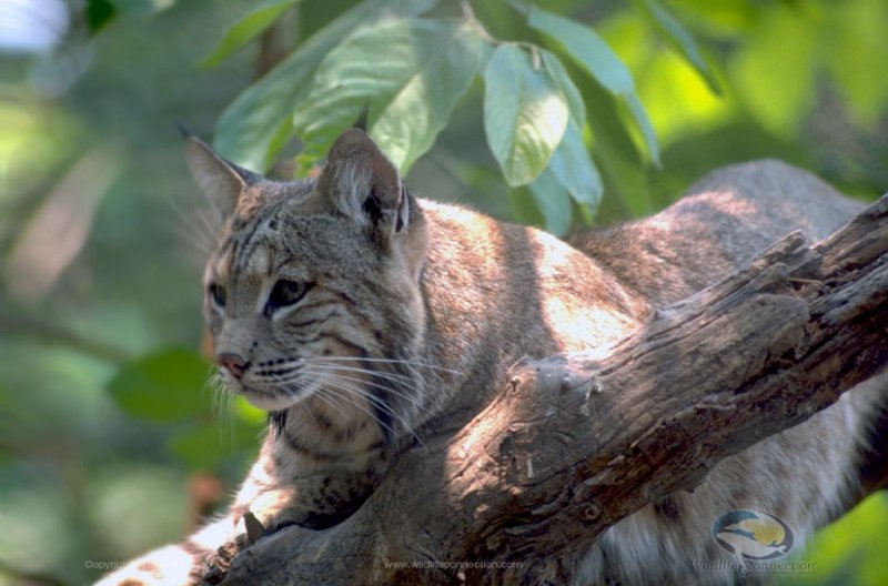 Lynx rufus