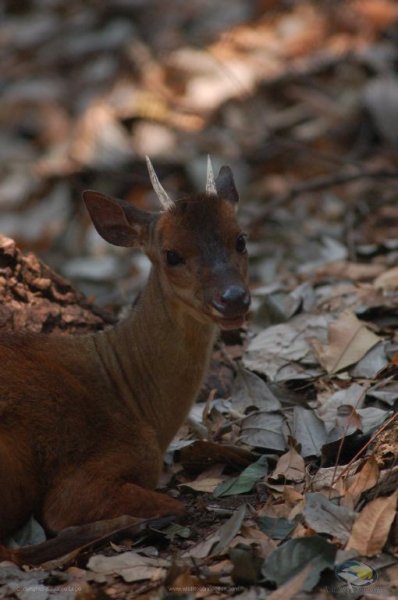 Mazama americana