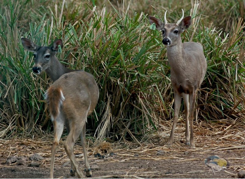 Odocoileus virginianus