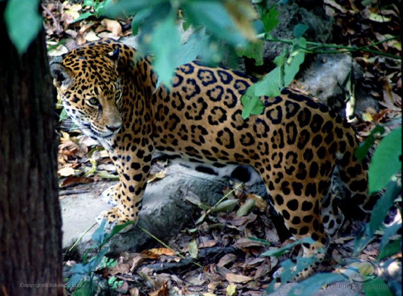 Panthera onca