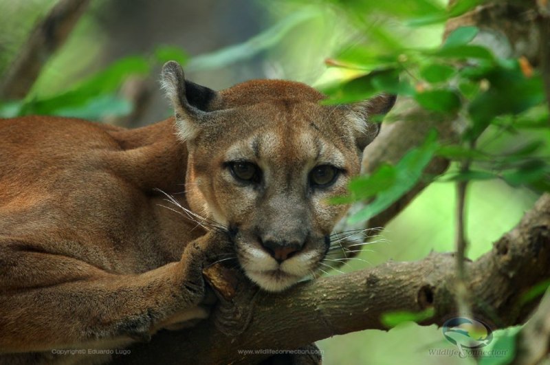 Puma concolor