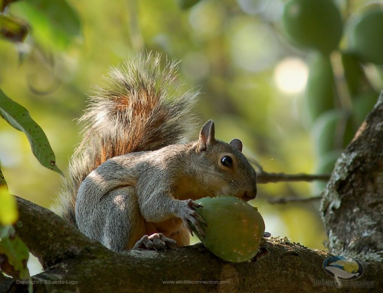 Sciurus deppei