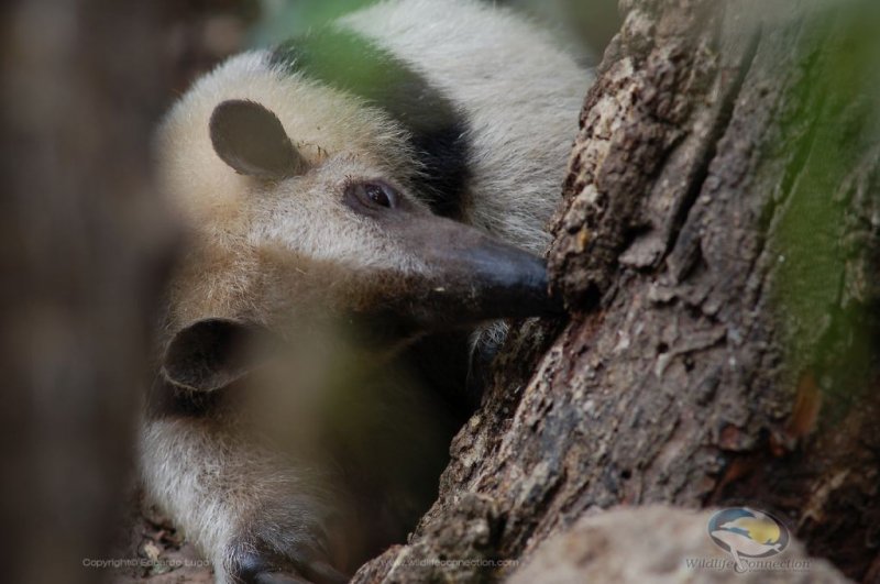 Tamandua mexicana