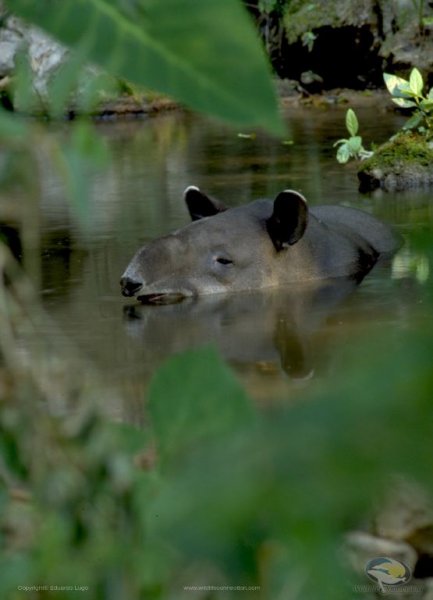Tapirus-bairdii