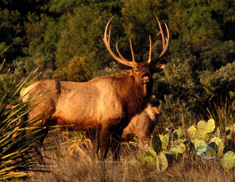 Cervus canadensis