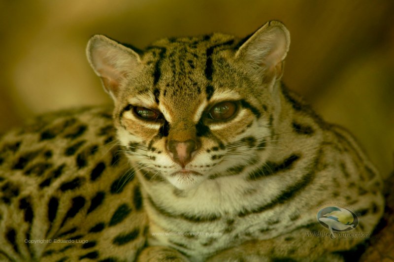 Leopardus wiedii