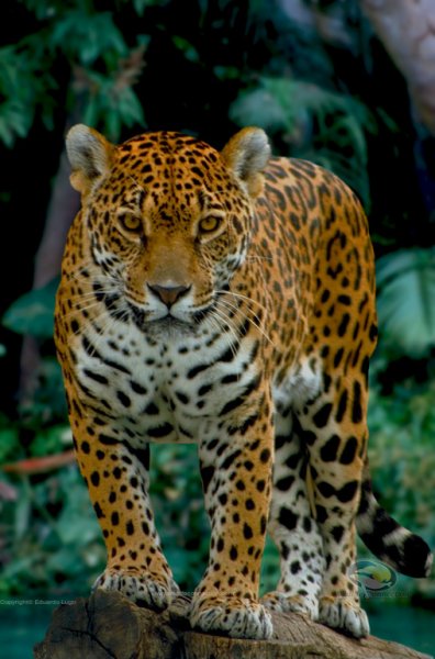 Panthera onca