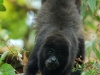 Alouatta palliata