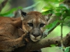 Puma concolor