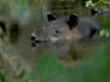 Tapirus-bairdii