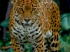 Panthera onca