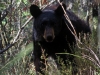 Ursus americanus