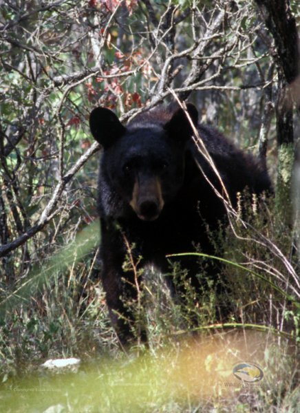 Ursus americanus