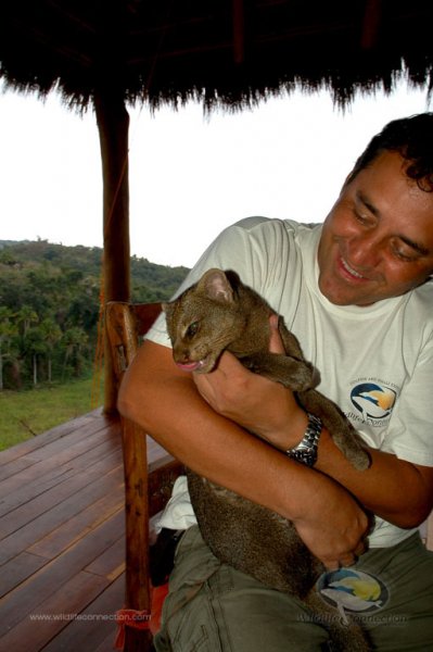 Jaguarundi