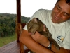 Jaguarundi