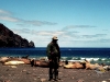 Guadalupe Island