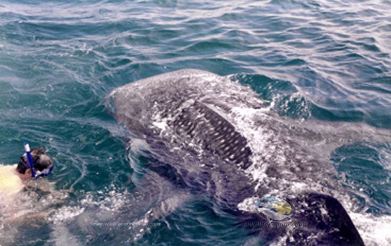 Whale Shark