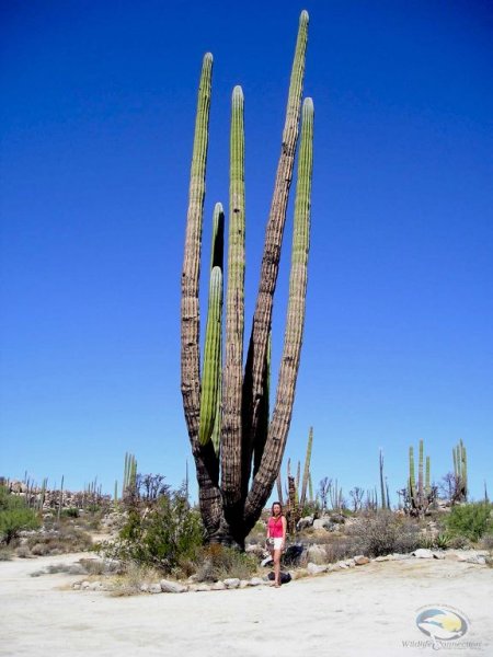 marucactus